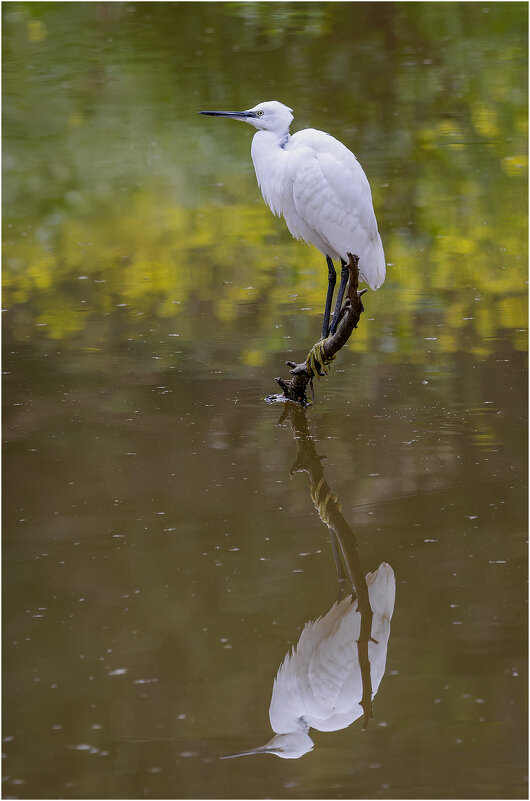 Малая белая цапля. - Александр Григорьев