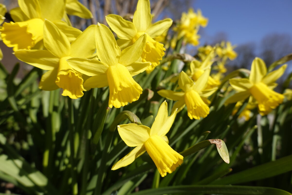 "Распустились ранние нарциссы, Желтые, как выводок цыплят....." - Галина "Распустились ранние нарциссы, Желтые, как выводок цыплят....." - Галина