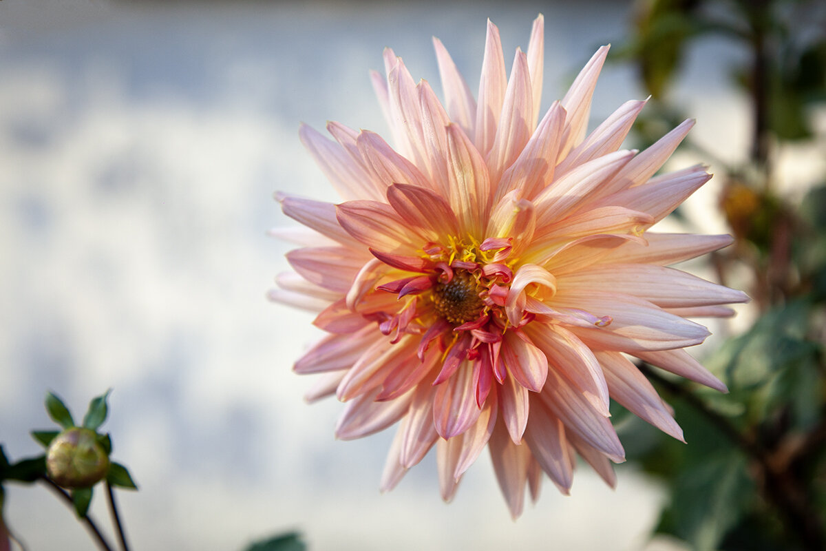 Георгин. - Лилия * Георгин. - Лилия *