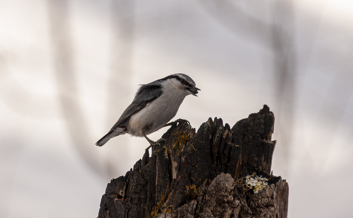 Поползень — мастер вертикальных прогулок. Природа в её миниатюрной красе. - Вадим Басов