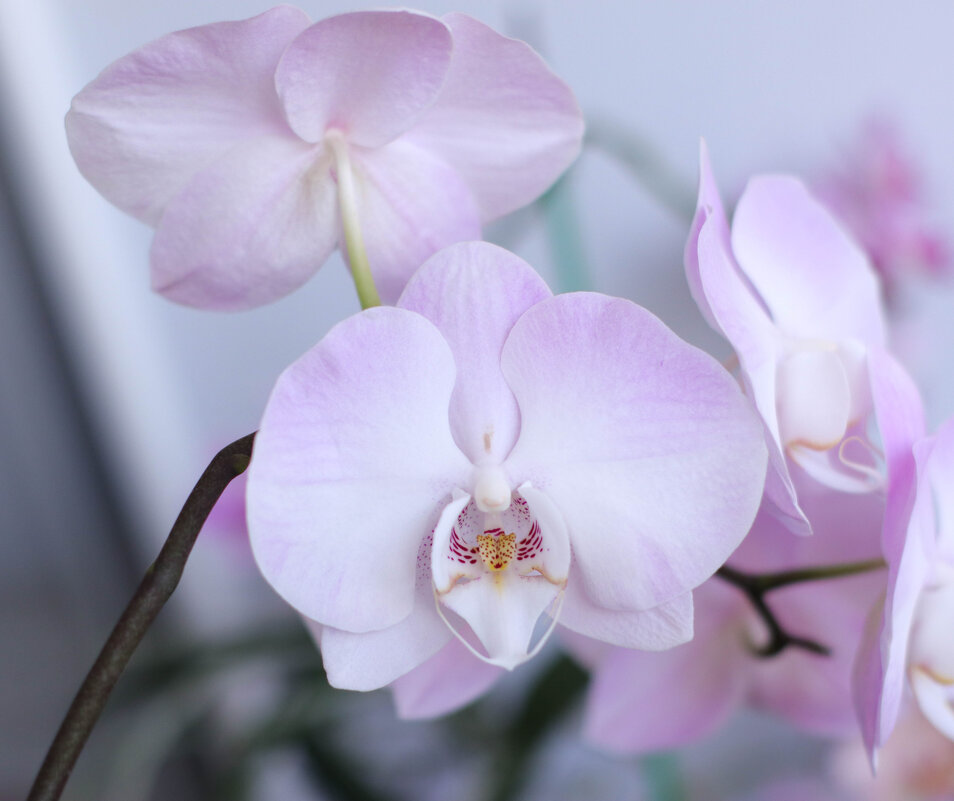 Моя коллекция орхидей - Irene Irene