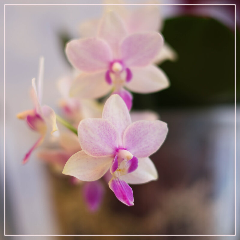 Моя коллекция орхидей - Irene Irene Моя коллекция орхидей - Irene Irene