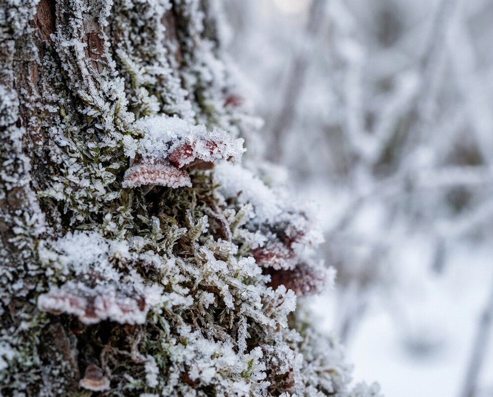 Комель старого дерева зимой - Лилия Комель старого дерева зимой - Лилия