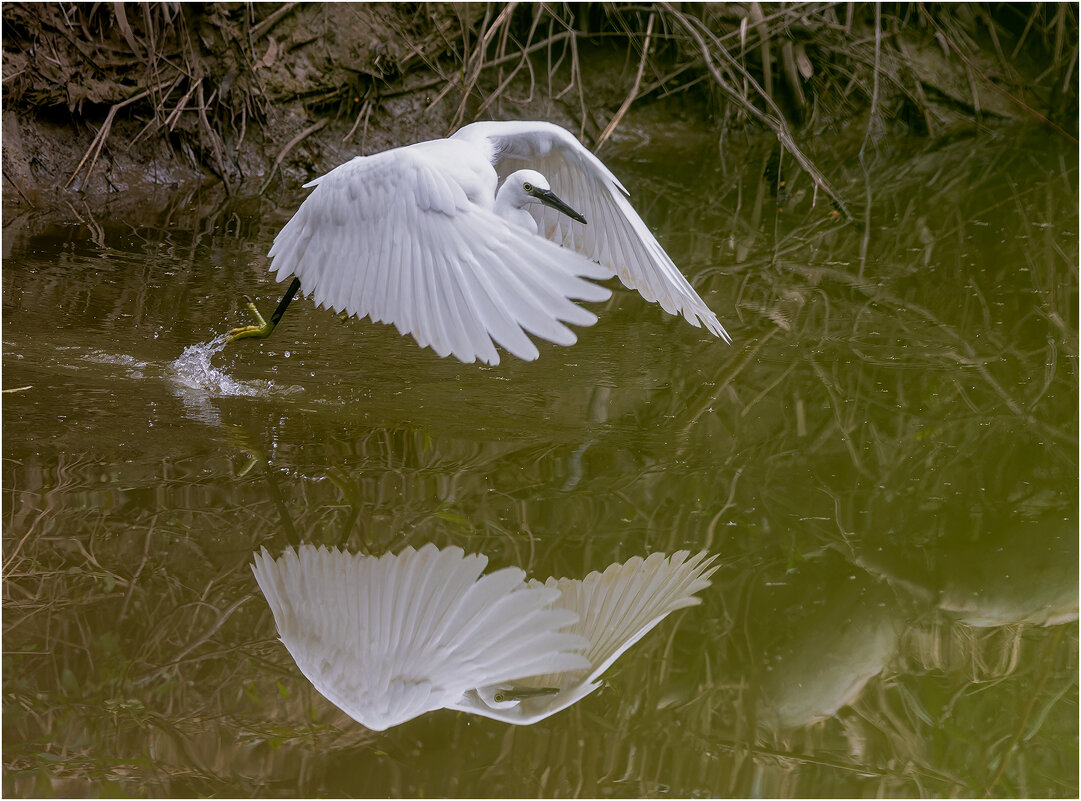 Малая белая цапля. - Александр Григорьев