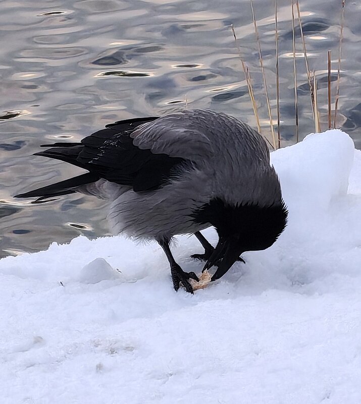 Послал вороне Бог кусочек - Надежда Послал вороне Бог кусочек - Надежда