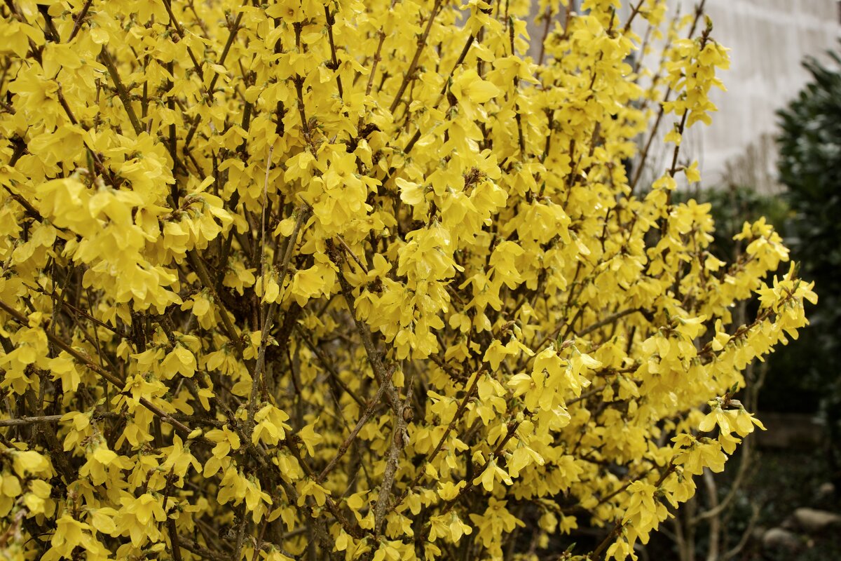 Форзиция. - Lucy Schneider Форзиция. - Lucy Schneider