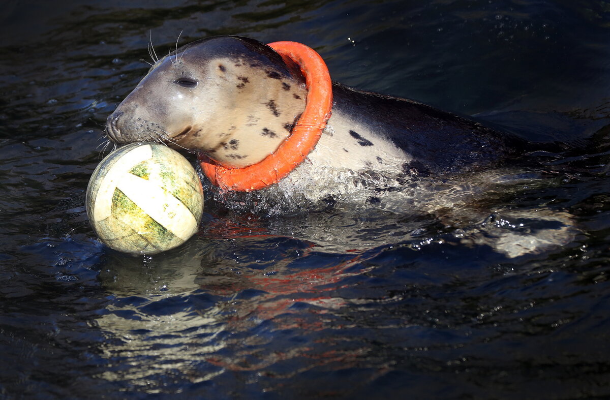 тюлень 14 марта - Михаил Бибичков тюлень 14 марта - Михаил Бибичков
