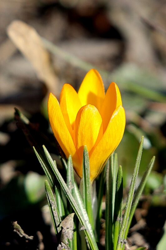 Крокус весенний. - Александр Кондаков Крокус весенний. - Александр Кондаков
