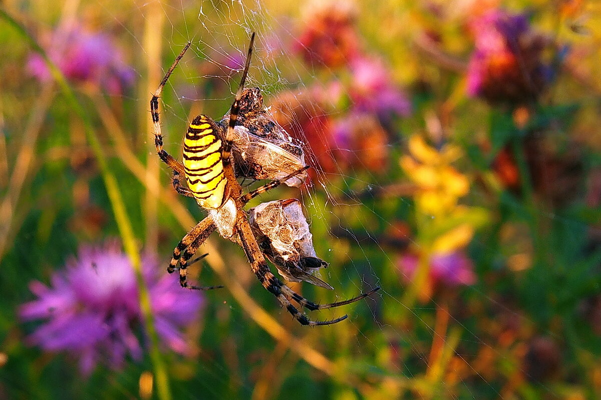 паук-оса - shasha1950 паук-оса - shasha1950