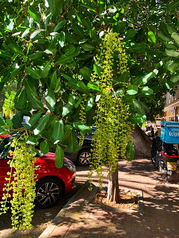 МОРКОВНОЕ ДЕРЕВО - Анатолий Малобродский МОРКОВНОЕ ДЕРЕВО - Анатолий Малобродский