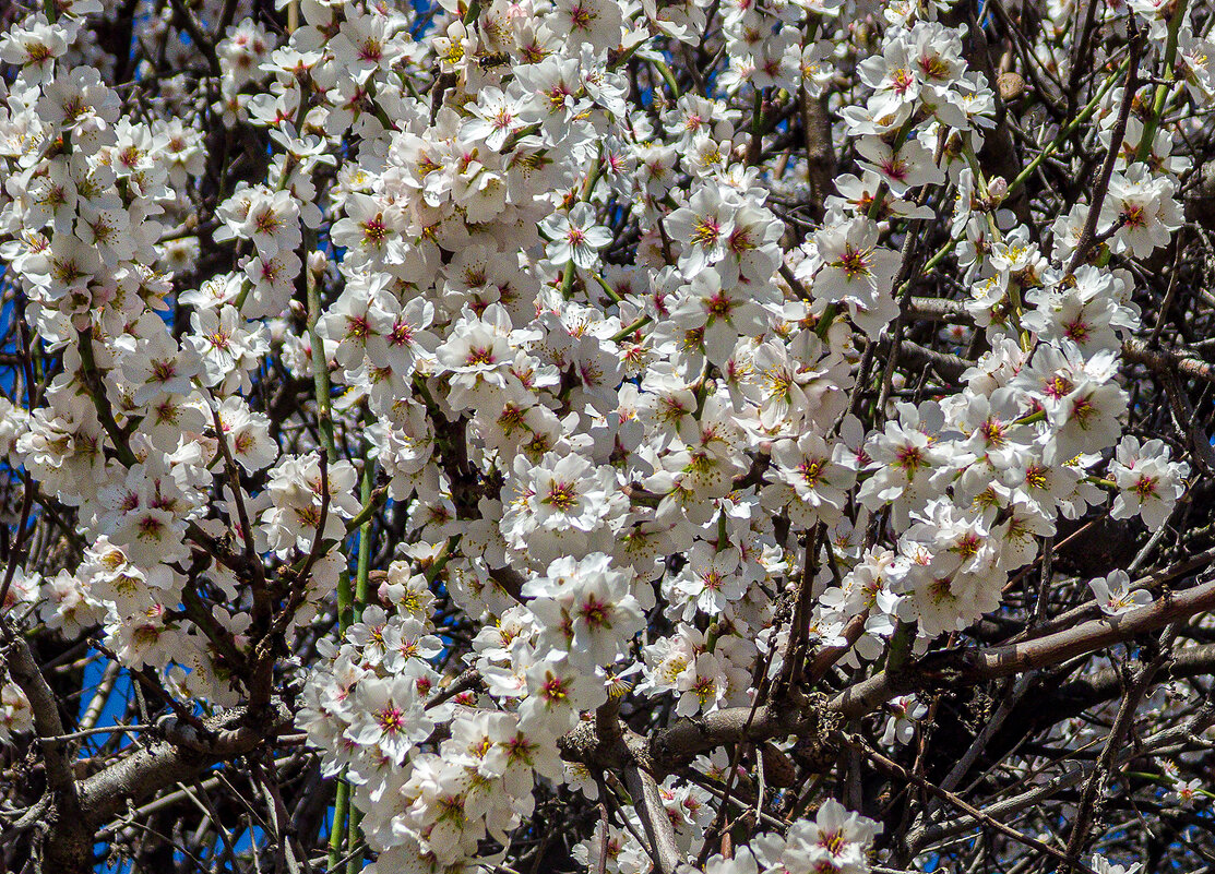 Миндаль цветет!Март.Алушта - Варвара Миндаль цветет!Март.Алушта - Варвара