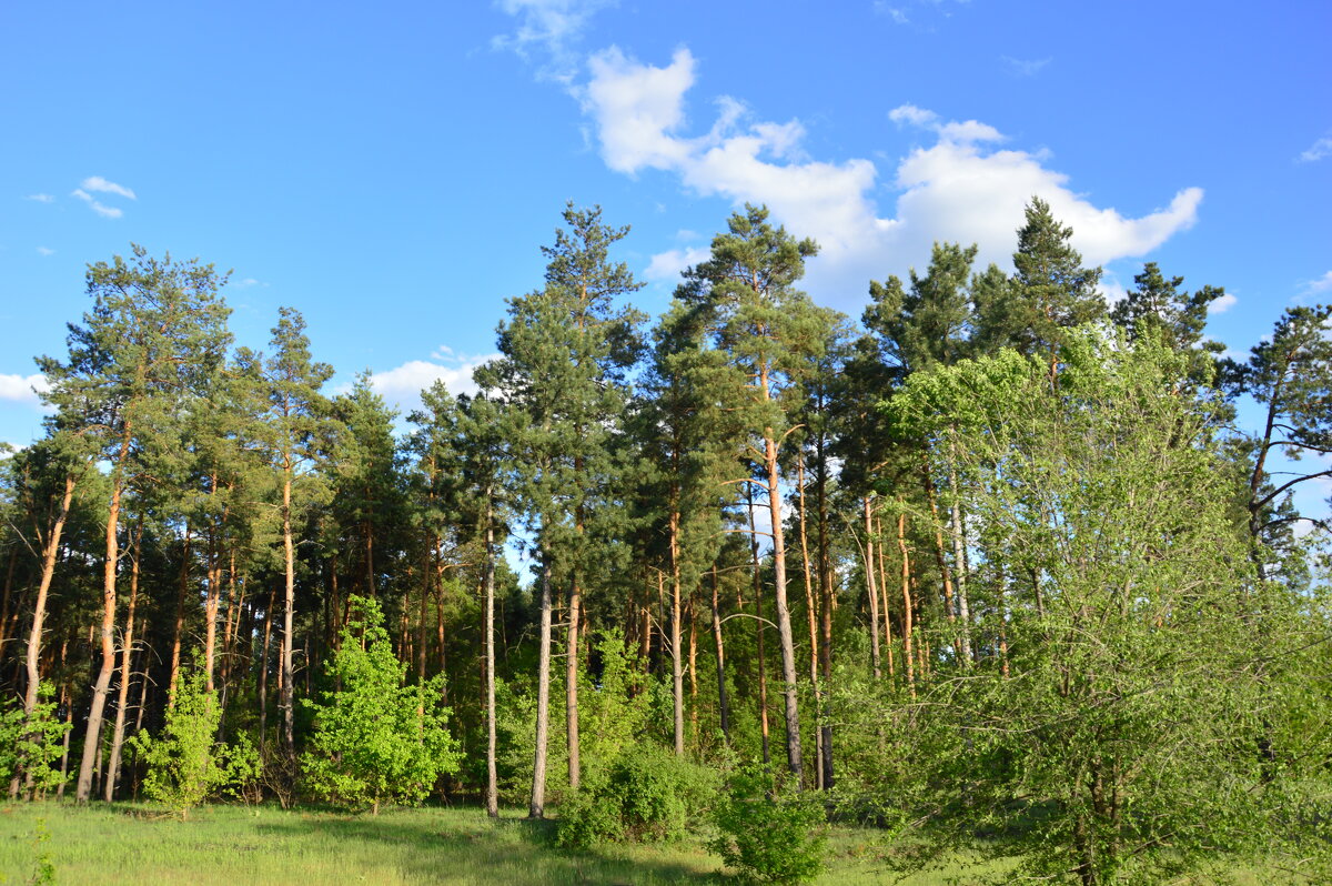 Донские виды. - Виктор 