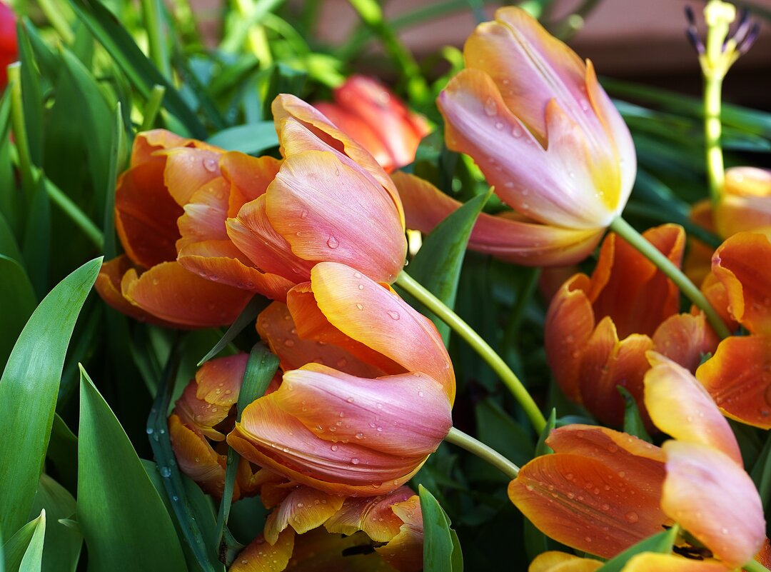 --- - Татьяна Тюменка --- - Татьяна Тюменка