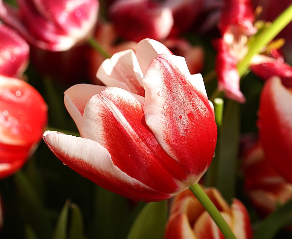 --- - Татьяна Тюменка