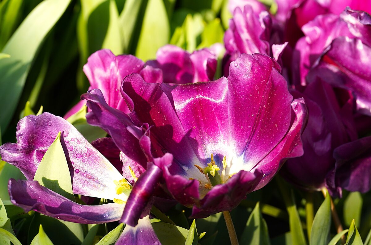 *** - Татьяна Тюменка