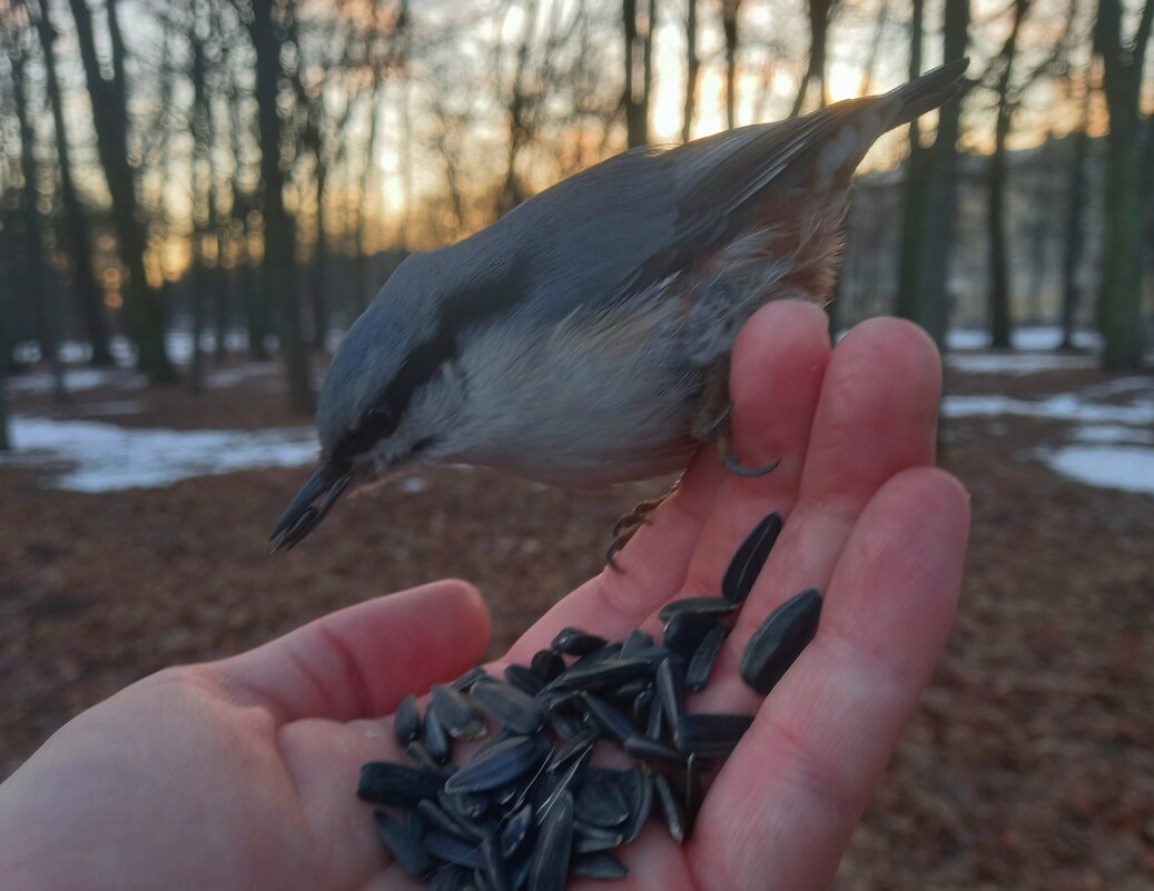 Поползень - Сапсан 