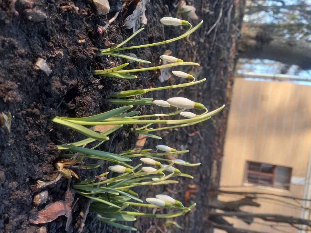 Подснежник - Сапсан 