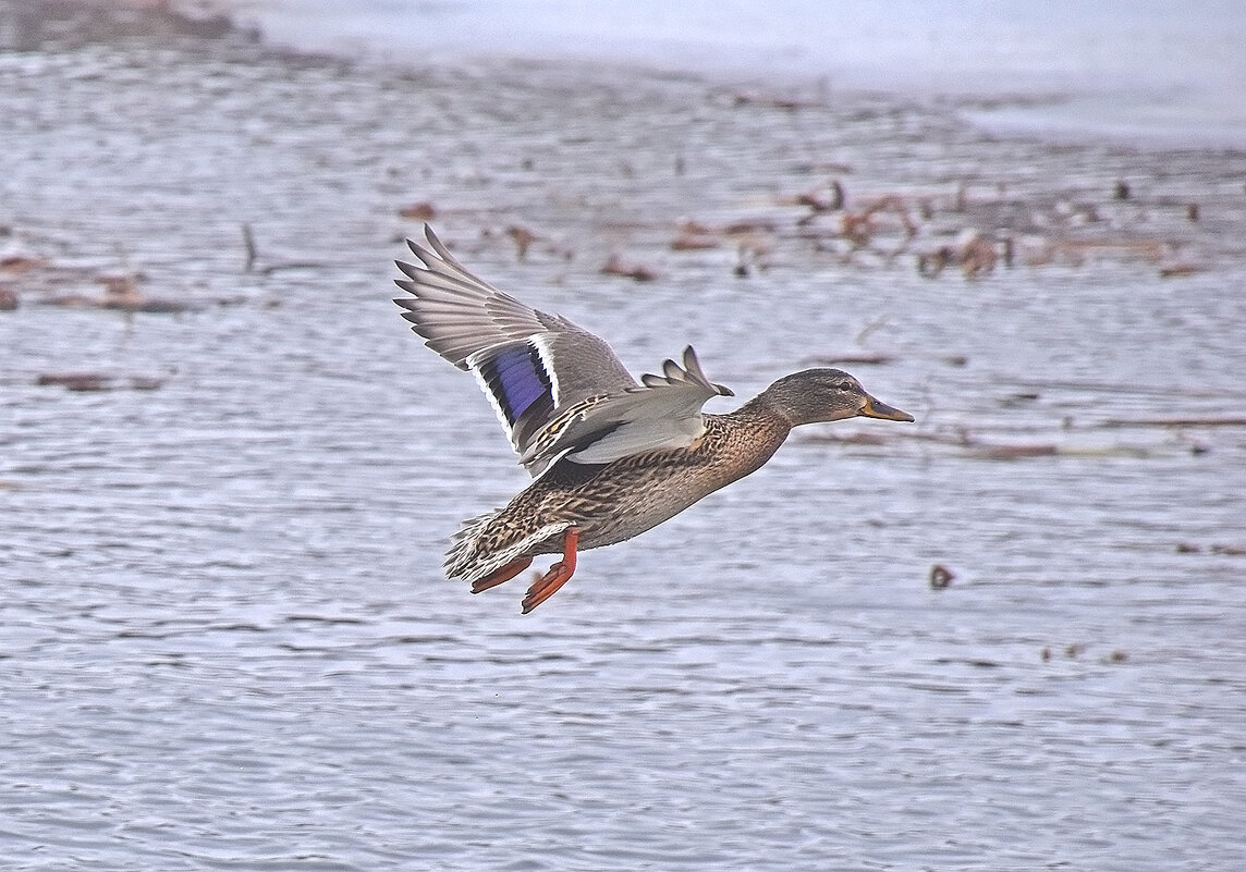 В полёте! - Валентина Нефёдова В полёте! - Валентина Нефёдова