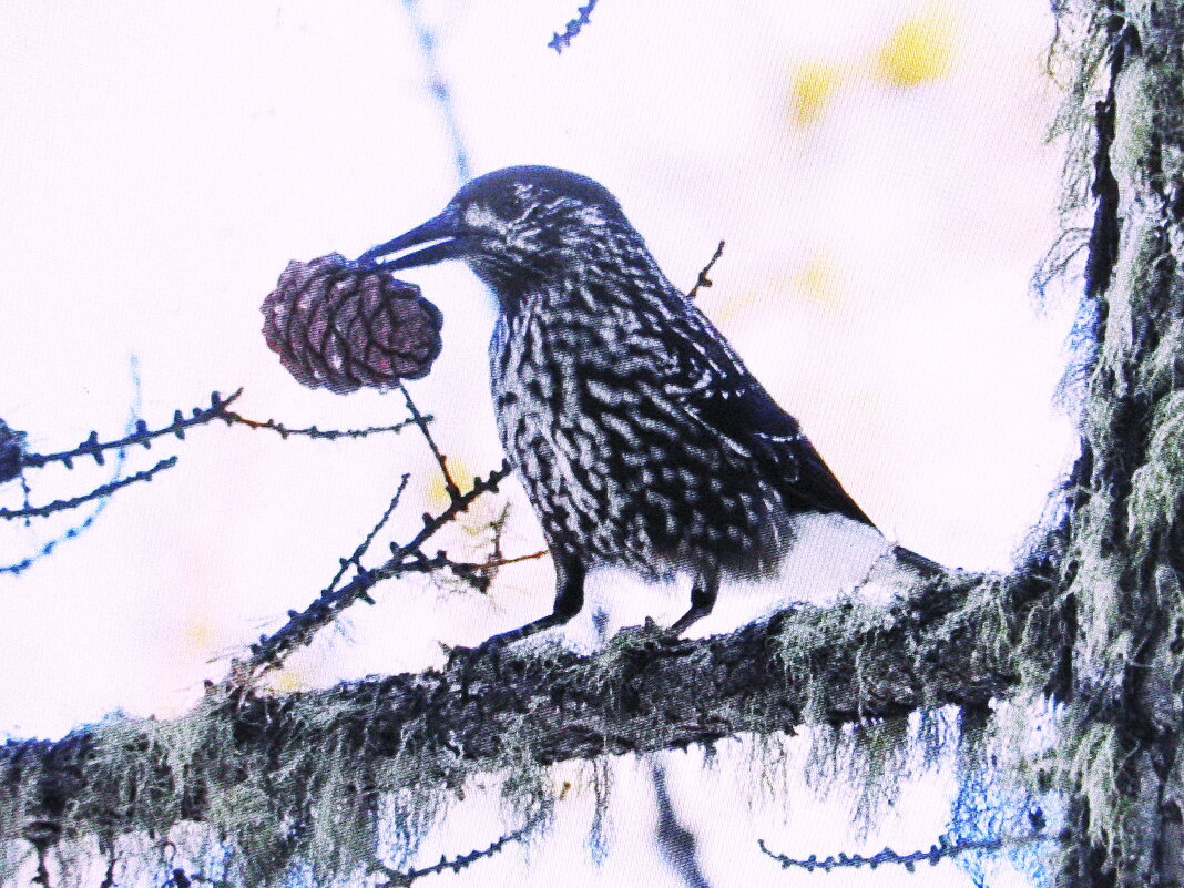 Кедровка с шишкой - Людмила Смородинская