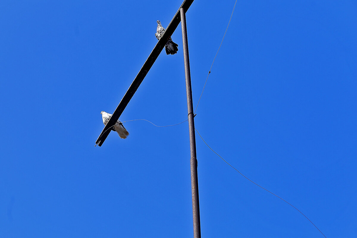 Красавчики - Юрий Гайворонскiий