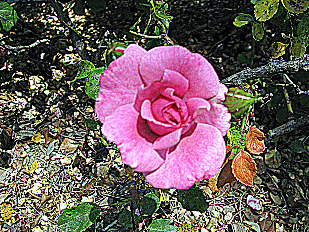 Цвет Барселоны. - Владимир Драгунский