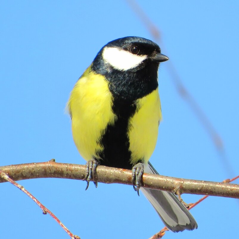 Синичка - Андрей Снегерёв