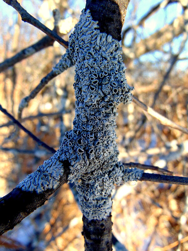 Кольчуга для веточки. - nadyasilyuk Вознюк