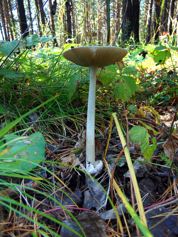 Поганочка. - nadyasilyuk Вознюк