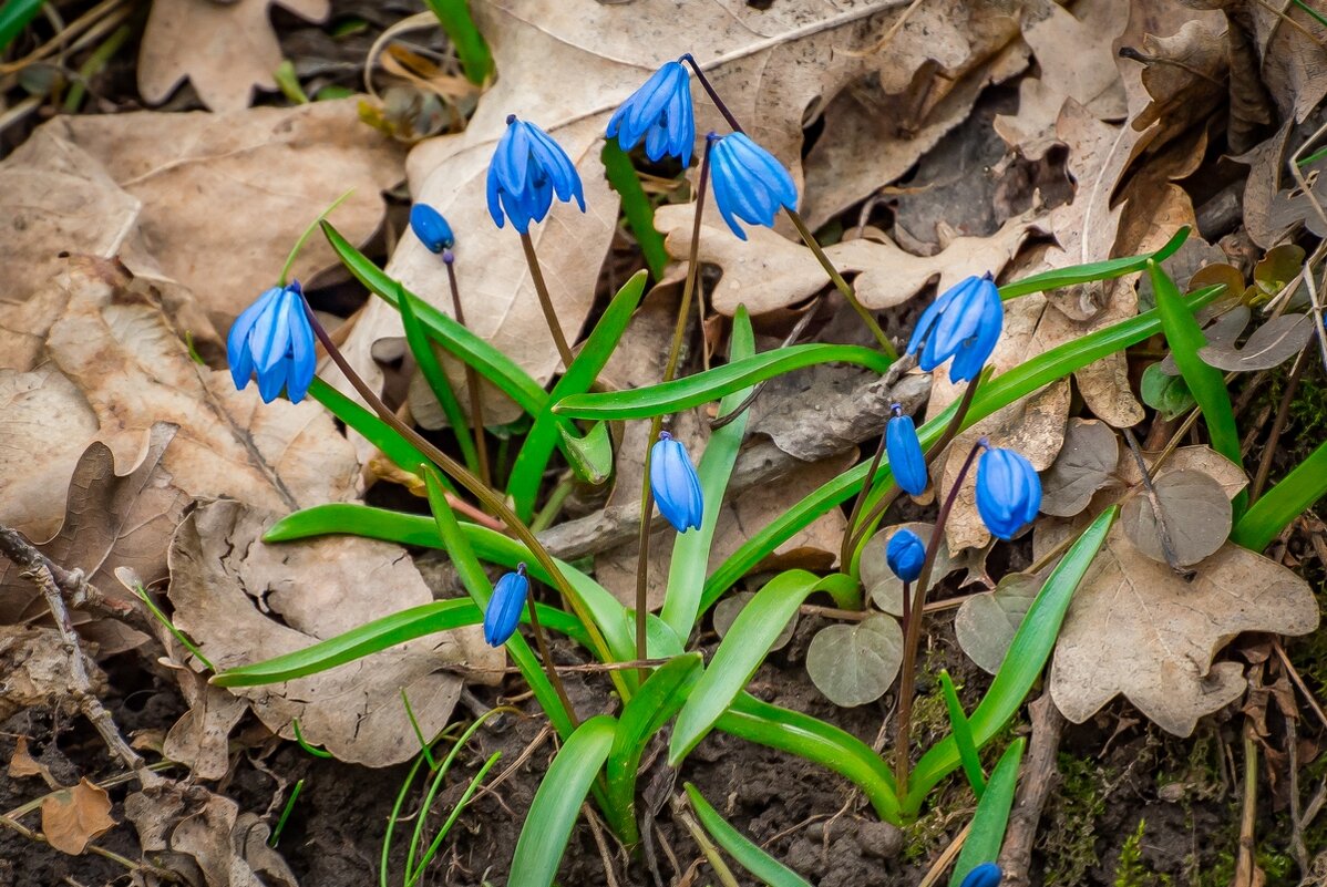 Вот она, весна, пришла!... - Ravile 