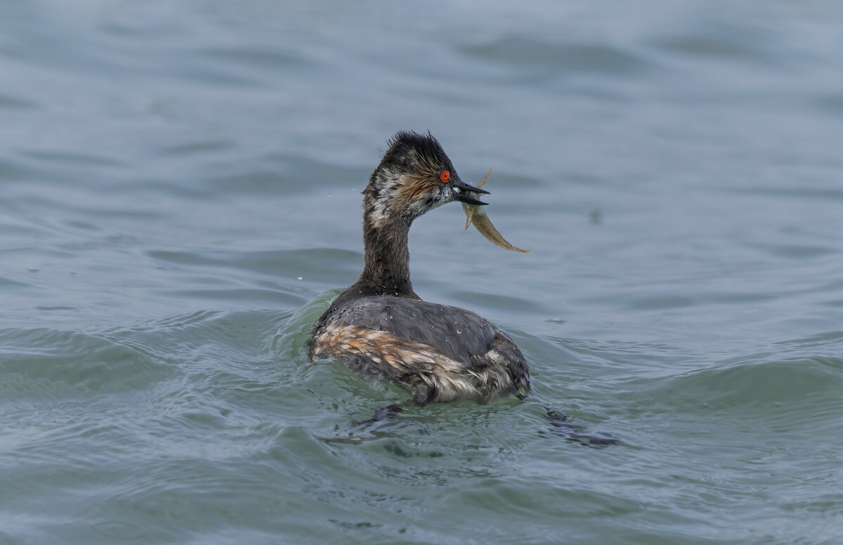 черношейная поганка.весна Лазоревское. - юрий макаров черношейная поганка.весна Лазоревское. - юрий макаров