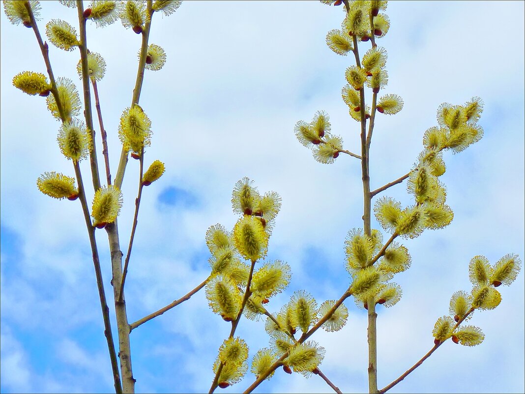 Под весенним небом - Валентина *