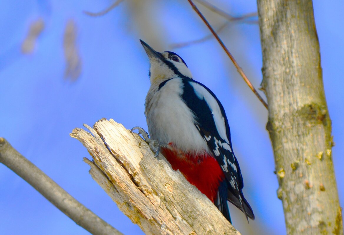 Дятел - Константин Анисимов