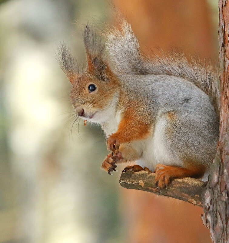 в лесу весеннее настроение... - Andrey Bragin в лесу весеннее настроение... - Andrey Bragin