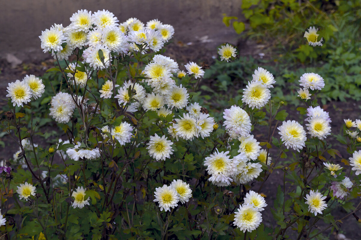 СНЕЖИНКИ - Владимир Кроливец