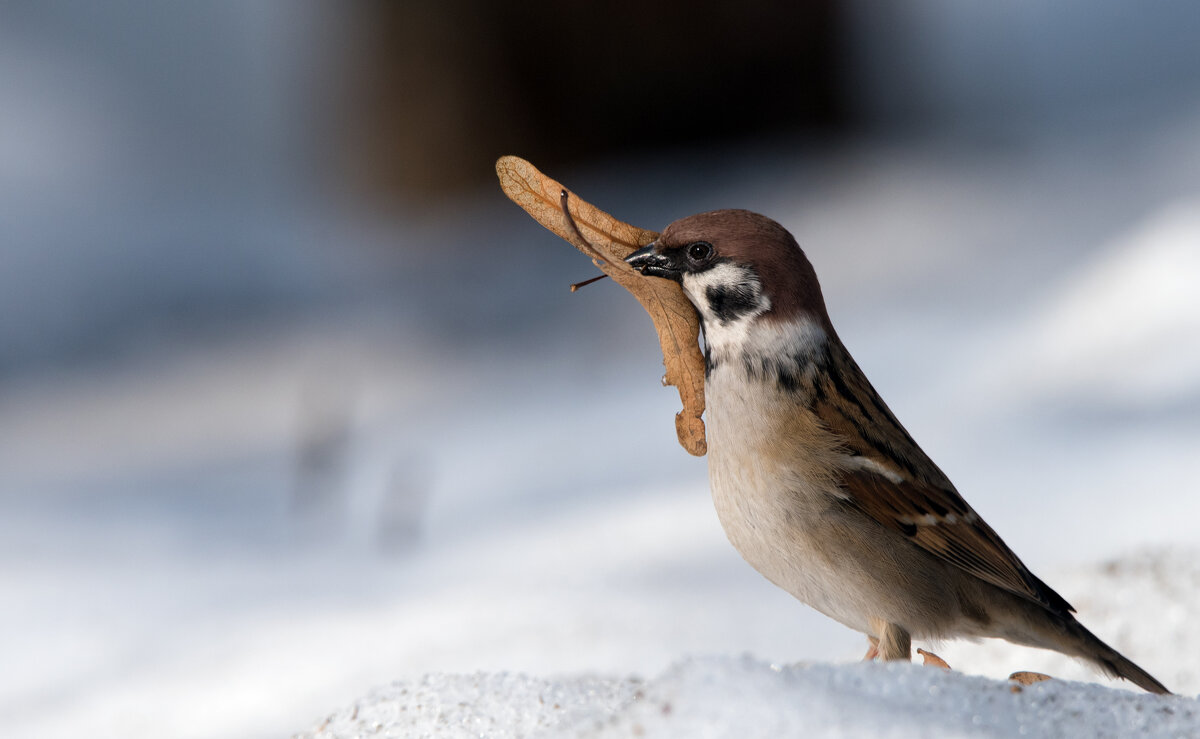 Пришло время обустроить гнездо. - Владимир Безбородов Пришло время обустроить гнездо. - Владимир Безбородов