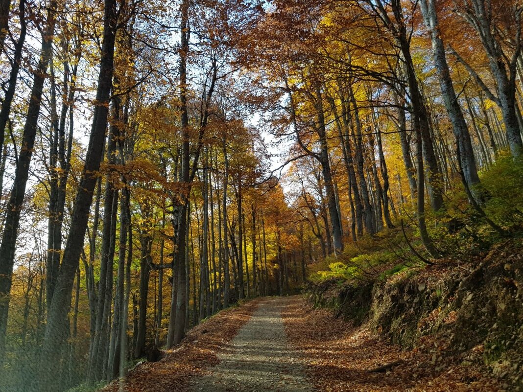 Красная поляна - Tata Wolf