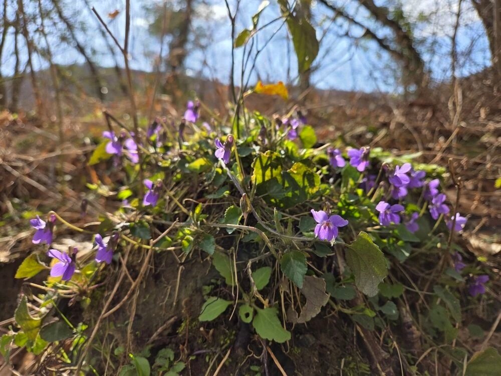 Весна в Сочи - Tata Wolf