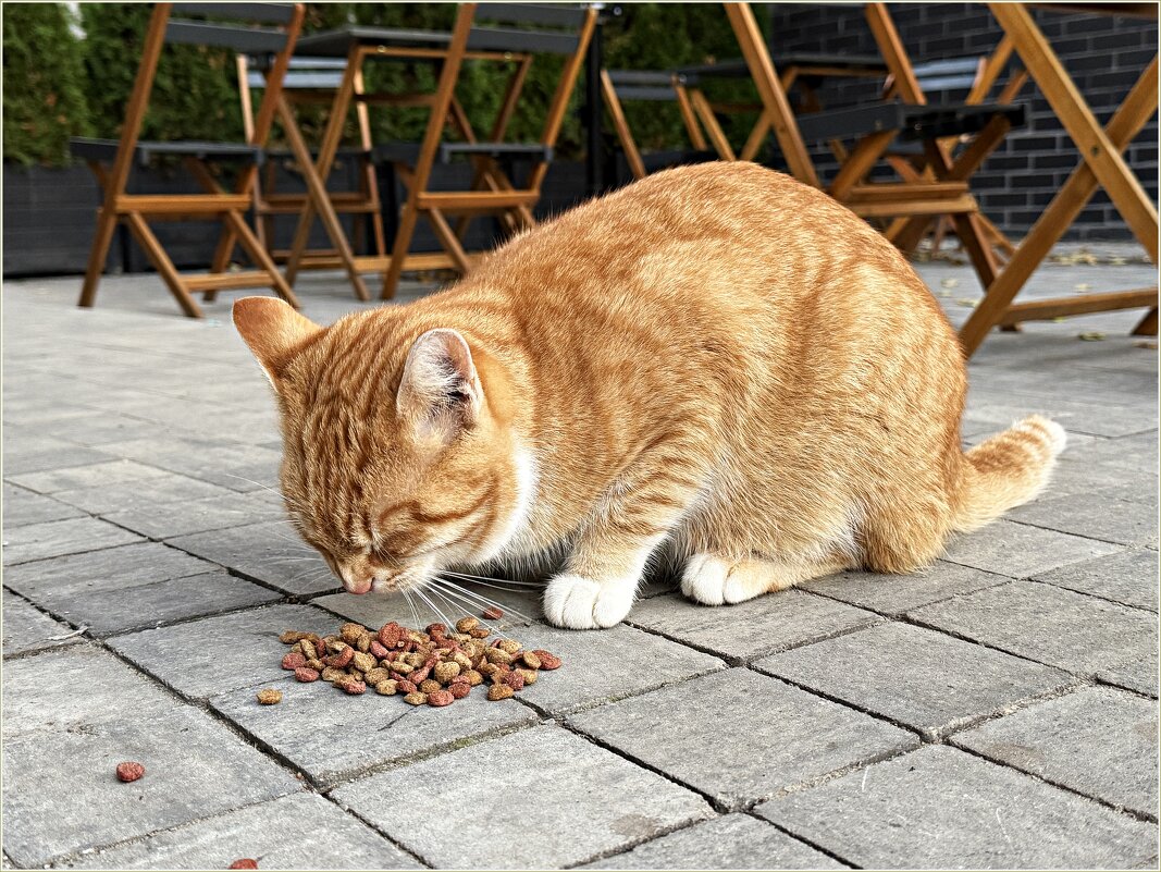 Город котов и кошек - Зеленоградск. - Валерия Комова