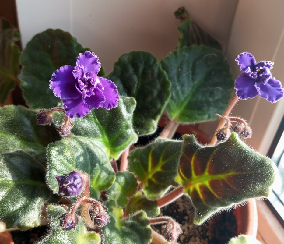 Фиалки - Елена Семигина