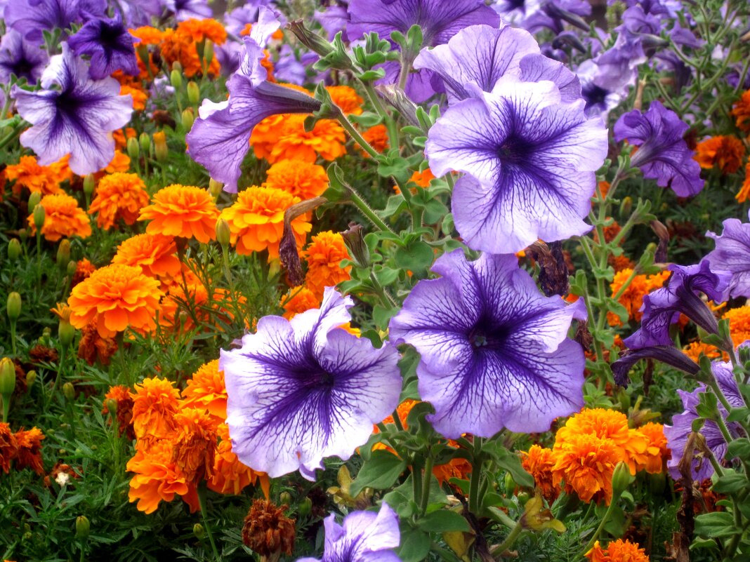 Летние - Елена Семигина Летние - Елена Семигина