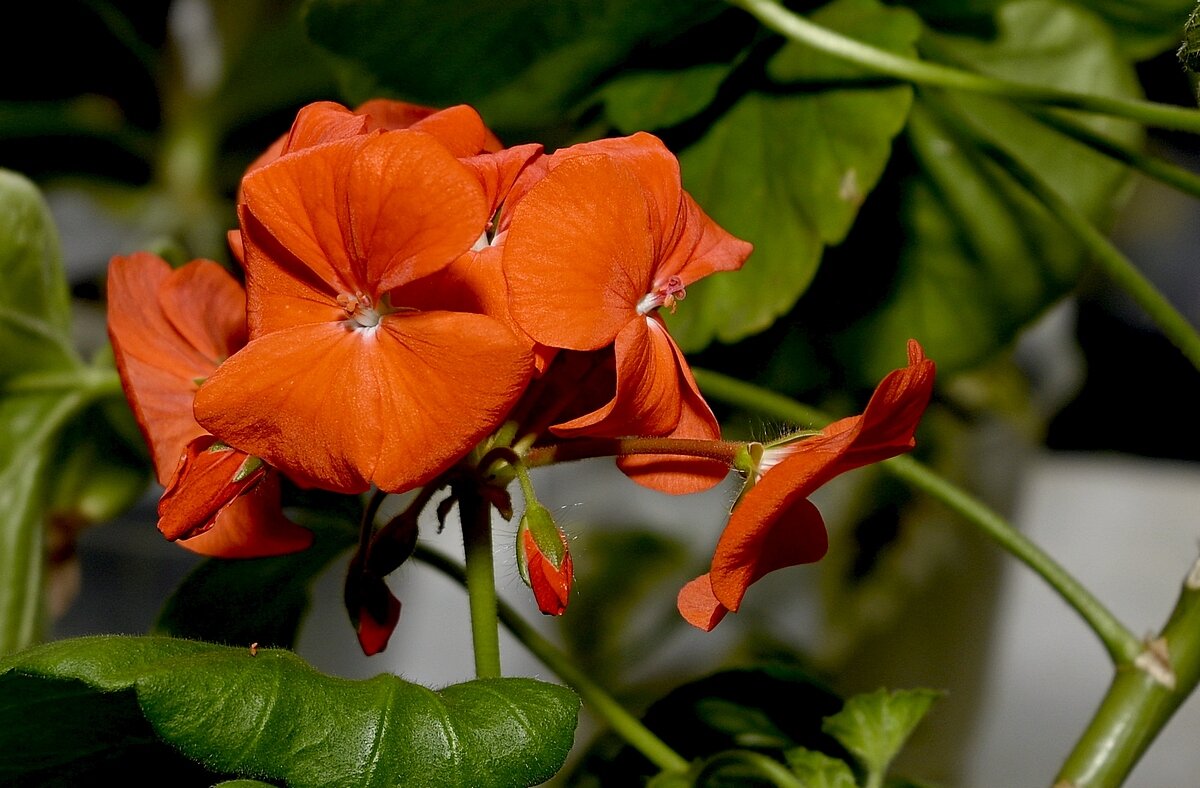 пеларгония,герань - Aleksandr . пеларгония,герань - Aleksandr .