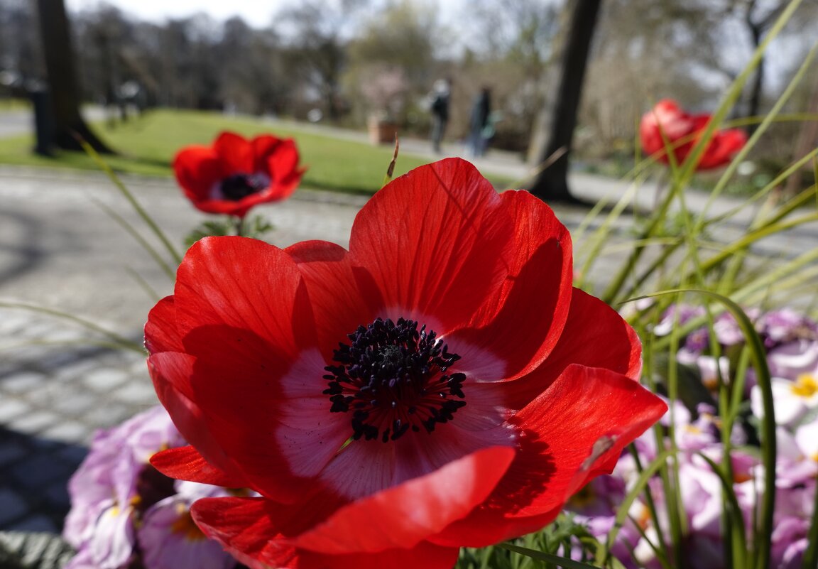 Anemone - королева марта...... - Галина Anemone - королева марта...... - Галина