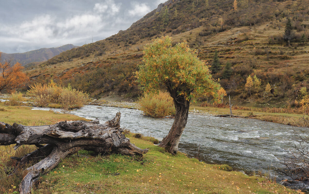 Не дошел, скопытился. - елена беликова