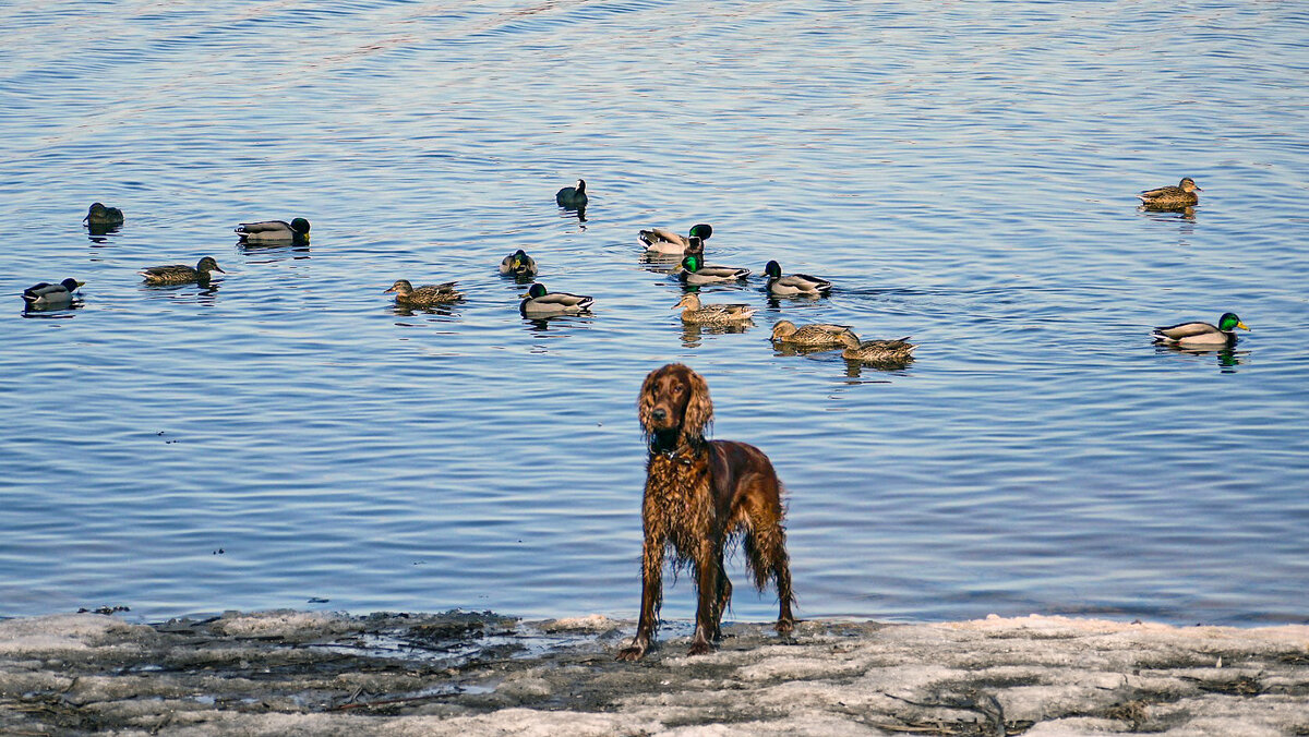 Мазаю не скучно - Alexandеr P