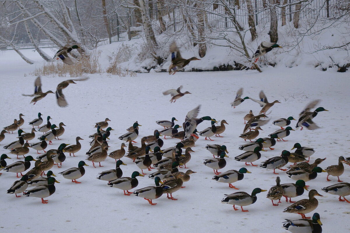 Утки. Озеро Тихое, Светлогорск - Рита Симонова Утки. Озеро Тихое, Светлогорск - Рита Симонова