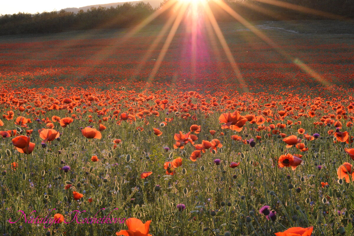 Природа Крыма - Изумительная Космея Природа Крыма - Изумительная Космея