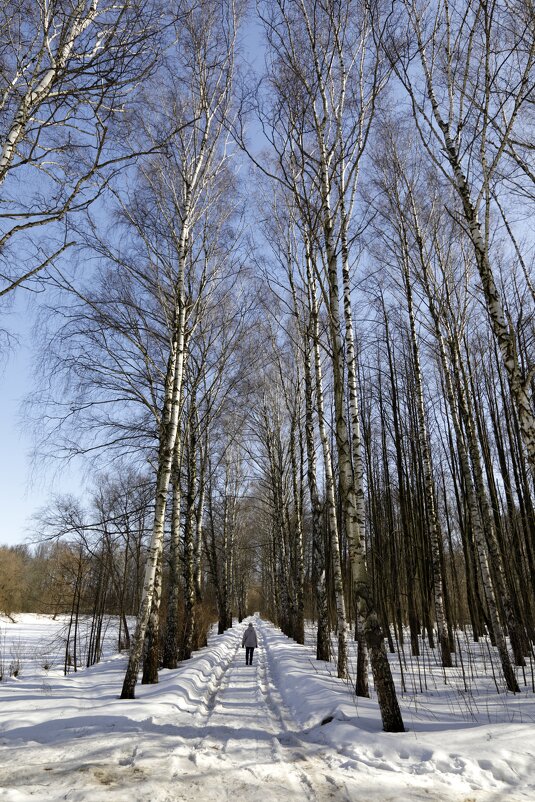 Березовая аллея в Петропавловском парке - Oleg S Березовая аллея в Петропавловском парке - Oleg S