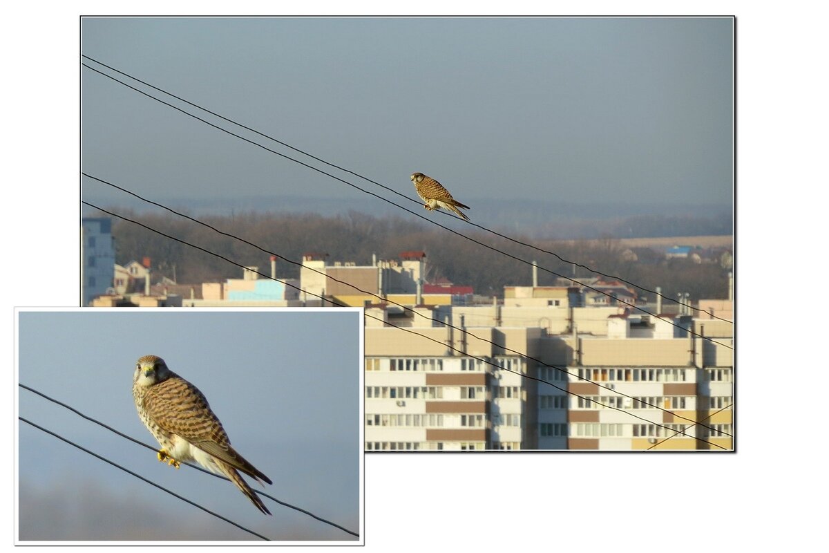 Прогрев - Сеня Белгородский