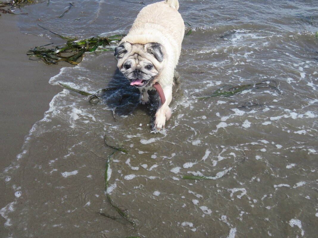 Любитель морской капусты - ИРЭН@ .