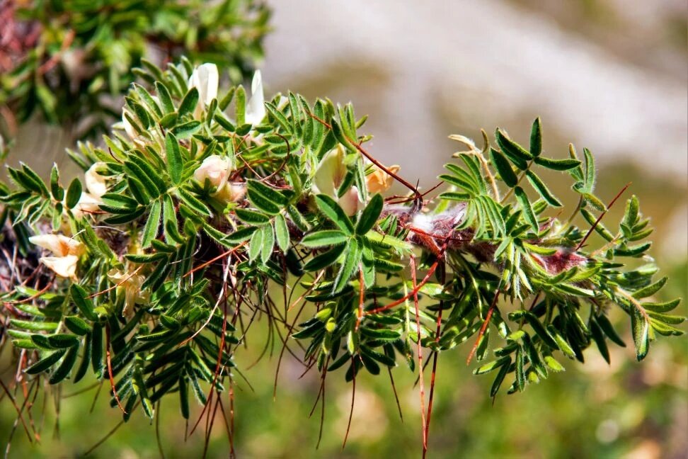 Колючка - Виктор Фоменко